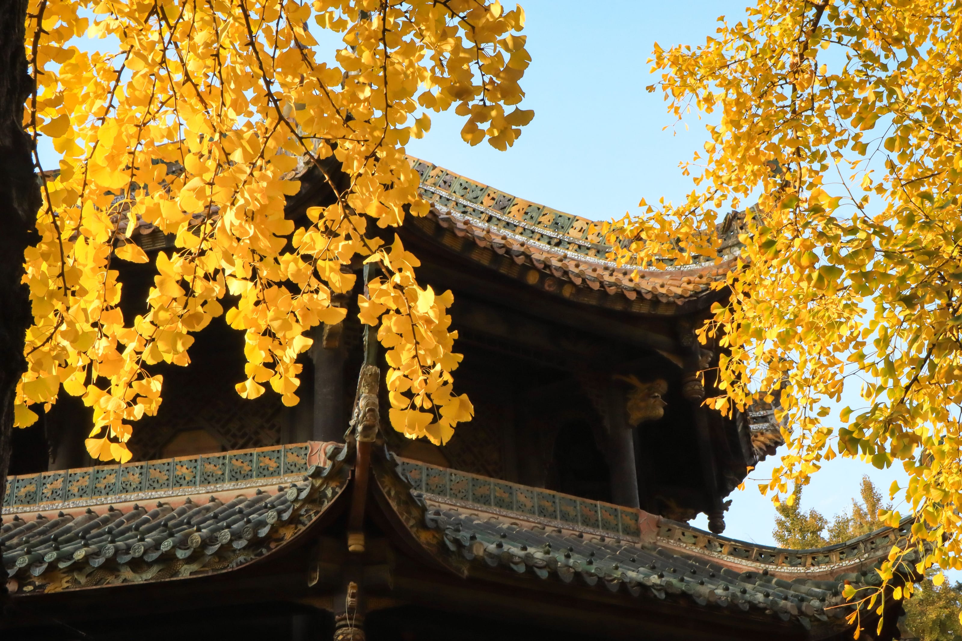 Golden ginkgo leaves frame traditional tiled rooftops beneath a clear blue autumn sky in Chengdu