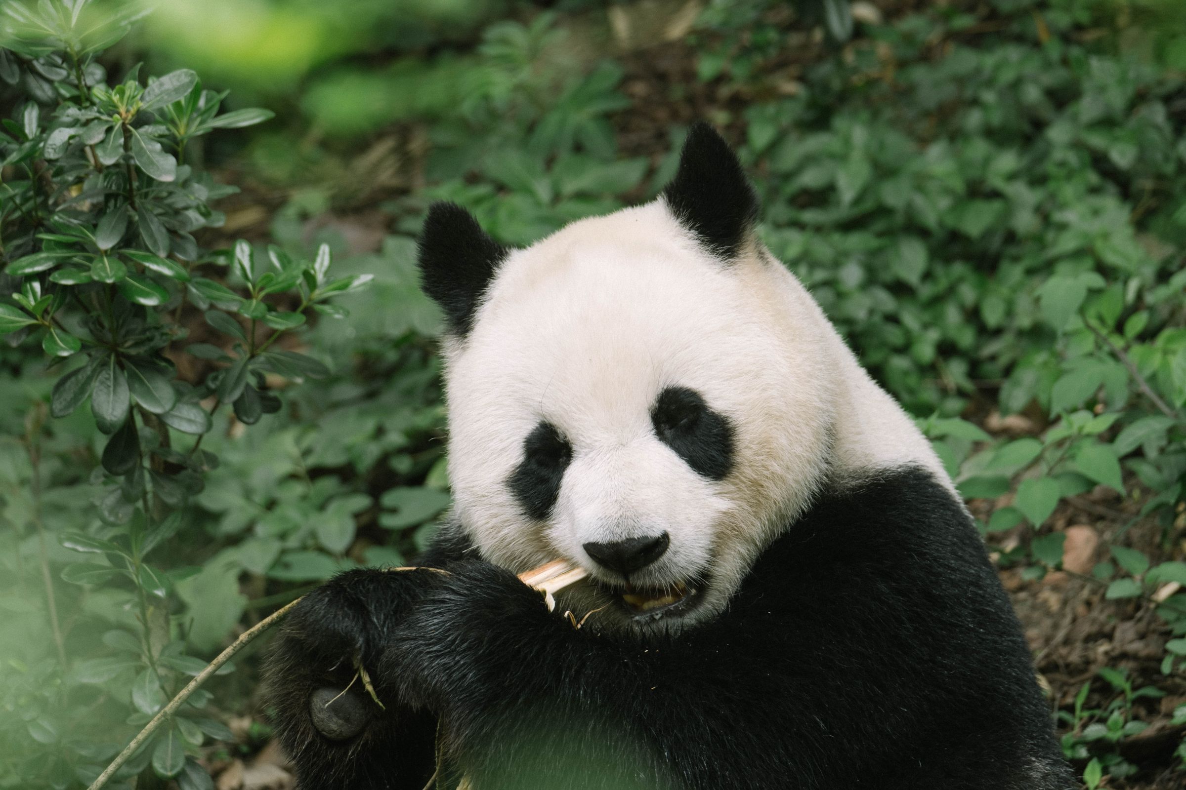 A round-faced giant panda gently chewing bamboo, framed by soft green leaves